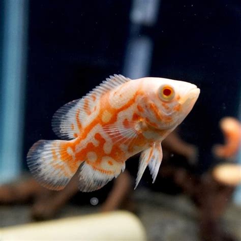 花豬混養|【花豬魚混養】地圖魚這樣養：花豬魚混養、常見疾病治療秘招！。